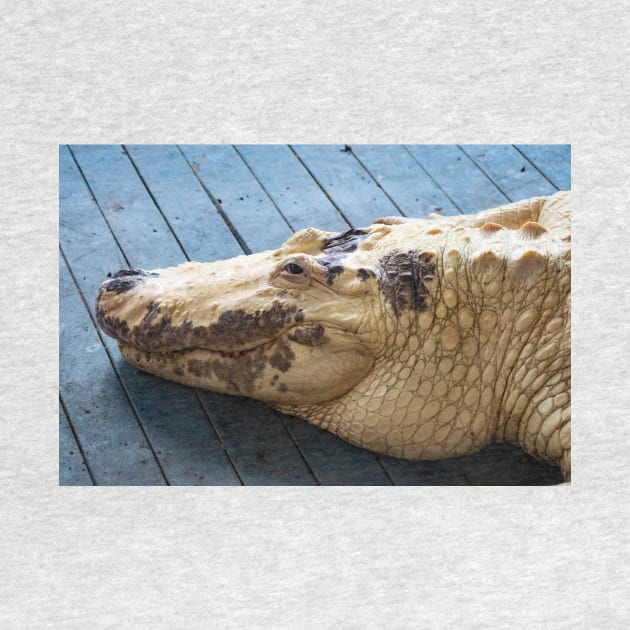 Big Albino Alligator by KensLensDesigns